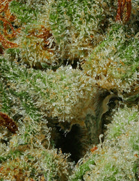 Zkittlez